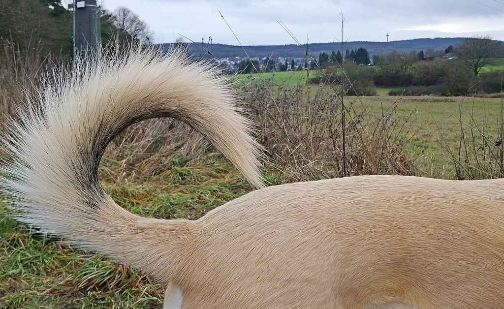 15 useful clues for you to understand your dog better