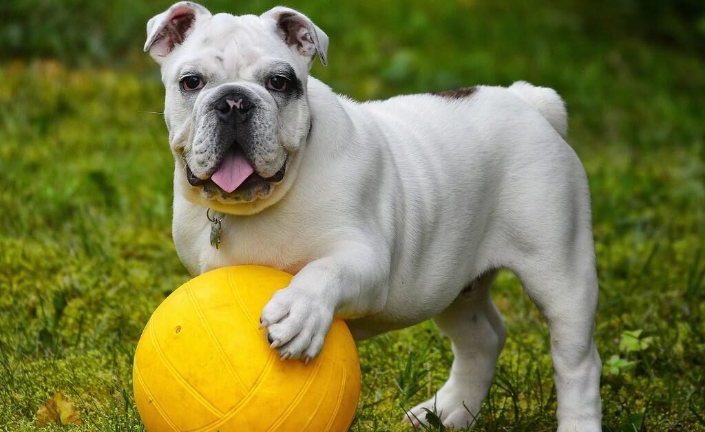 15 useful clues for you to understand your dog better